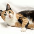 猫好きなら知っておきたい『猫にまつわる最新研究』3選！三毛猫の毛色…