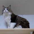 ゆっくりゆっくり遠回り。猫ちゃんが向かったその先は？