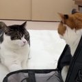 仲良く過ごせる？久しぶりに再会した親子猫さんたちの反応とは…