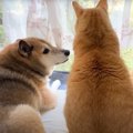 大好きな『柴犬パパ』が窓辺に移動したら、続々と集まってくる猫たち……