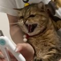 伸びてきた『爪』を切ろうとしたら…猫と飼い主の『譲れない戦い』に笑う人…