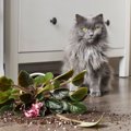 猫に部屋を荒らされる？！ありがち『犯行』3選と阻止するためにやってきた…