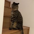 『す、すごいイカ耳！？』なんだかとってもご立腹な様子の猫に「でも…