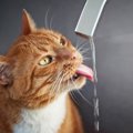 猫は溜め水より『蛇口からの水』が好き？不思議な4つの理由