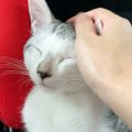 猛暑日に保護した『子猫からの恩返し』…感動的な光景に号泣する人続出…