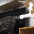 自らのしっぽを使い、姉猫ちゃんを遊びに誘う弟猫くん！