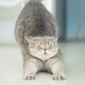 人が見習いたくなる『猫の性格や習性』4選　マイペースな理由や取り入れた…