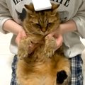 お手入れをするため、ネコを抱っこした結果→思った以上に『不満がダダ漏れ…