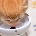 赤ちゃん猫に『生まれて初めての水』与えてみたら…まさかの行動が微笑…