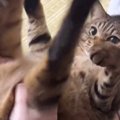 プルプルと猫の足を揺らしてあげる飼い主→『手を離す』と…まさかの反応に…