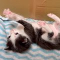 元野良猫が出産した『４匹の子猫』…ひっくり返って『あたふた』する姿…