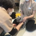 4頭の猫と暮らす筆者が体験！自宅で受ける“ストレスフリー”な健康診断…