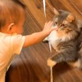 猫が赤ちゃんから『ハイタッチ』を求められた結果…愛ある洗礼を浴びせ…