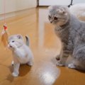 赤ちゃん猫が母猫におもちゃを『横取り』された結果…不満そうに"…