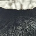 名前を呼ばれて『油断しきった顔』で振り返った猫→次の瞬間…驚きの『…