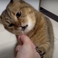 間違ってない？猫ちゃんの美味しい反応にビックリ