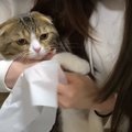 ママさんとの1日ぶりの再会が嬉しすぎる猫さんたち♡