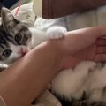 甘噛みする子猫を見てみぬふりするパパ猫！