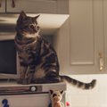 猫は『夜行性』じゃないって本当？活動リズムの秘密3つ　夜に騒ぐときの理…