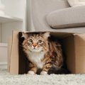 猫があなたに『嫌なキモチです』と訴えている仕草5選　不快感を抱く理…