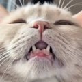 下から撮ったら『ブサカワだった猫』→角度を変えてみたら…爆笑必至の…
