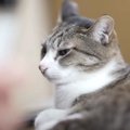 柔らかいのがスキ☆猫ちゃんたちのこだわりお昼寝スポット