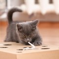 猫が楽しめる『知育玩具』のおすすめ3選　与えるメリットや遊び方のコツも…
