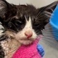 大雨の中、外で『ぐったりしていた子猫』を発見…保護されてからの『変化』…