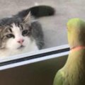 インコにからかわれる猫！イライライラ、コンニャロメ！