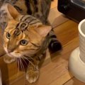 イタズラがバレた！逃げ遅れた猫ちゃんの焦り顔