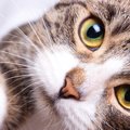 猫があなたのことを『呼んでいる』サイン4選　考えられる心理や応え方のコ…