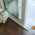 庭に鳥が初めての訪問！！大興奮な猫ちゃんの行動にご注目♡