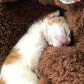 駐車場に放置されていた『赤ちゃん猫』をお家に迎えた結果…胸が熱くな…