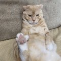 いくつ知ってる？猫の『座り方』7つ！隠された意味を徹底解剖