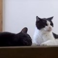 逃げられちゃったにゃ…なかなか想いが通じない猫ちゃん