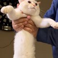 飼い主さんにそっと持ち上げられた猫→『胴体』を見てみると…驚きの光…