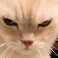 撫でられた場所が気に入らなかった猫→想像以上にブチギレて…笑ってしまう…