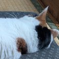 『←ワイが話しかけた時　ママが話しかけた時→』猫のあからさまな『態度の…