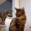 えらい！寝る時間になると自ら猫部屋に戻る賢い猫ちゃんたち