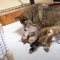 猫が寝転がっている柴犬に寄りかかろうとしたら…予想外の瞬間と『可愛…