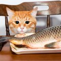 猫に生魚を与える時の注意点と与え方