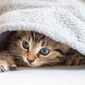 猫のトラウマを解消してあげるには？飼い主ができる5つの事