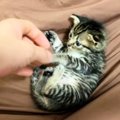 保護当初は『手のひらサイズだった子猫』→５年後……「想像をはるかに超えて…