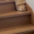 朝ごはんにネコを呼んだら……上の階から降りてくるときの『まさかすぎ…