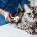 通院以外の選択肢も？猫の『受診スタイル』3選　無理なく選ぶポイントや病…