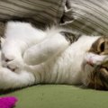 遊びたいのに眠い…急に眠くなっちゃったかわいい猫さん♡