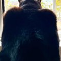 窓の外を眺める猫→後ろから見てみると…まるでヒーローのような『カッコよ…