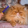 猫の『長毛種・短毛種』お世話が違う3つの点　健康管理に欠かせないポ…