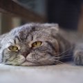 猫が『暇を持て余している』ときにみせるサイン5選　退屈そうな愛猫の…