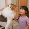 猫のことを『後ろからツンツン』して隠れる娘…全然見つからない様子が…